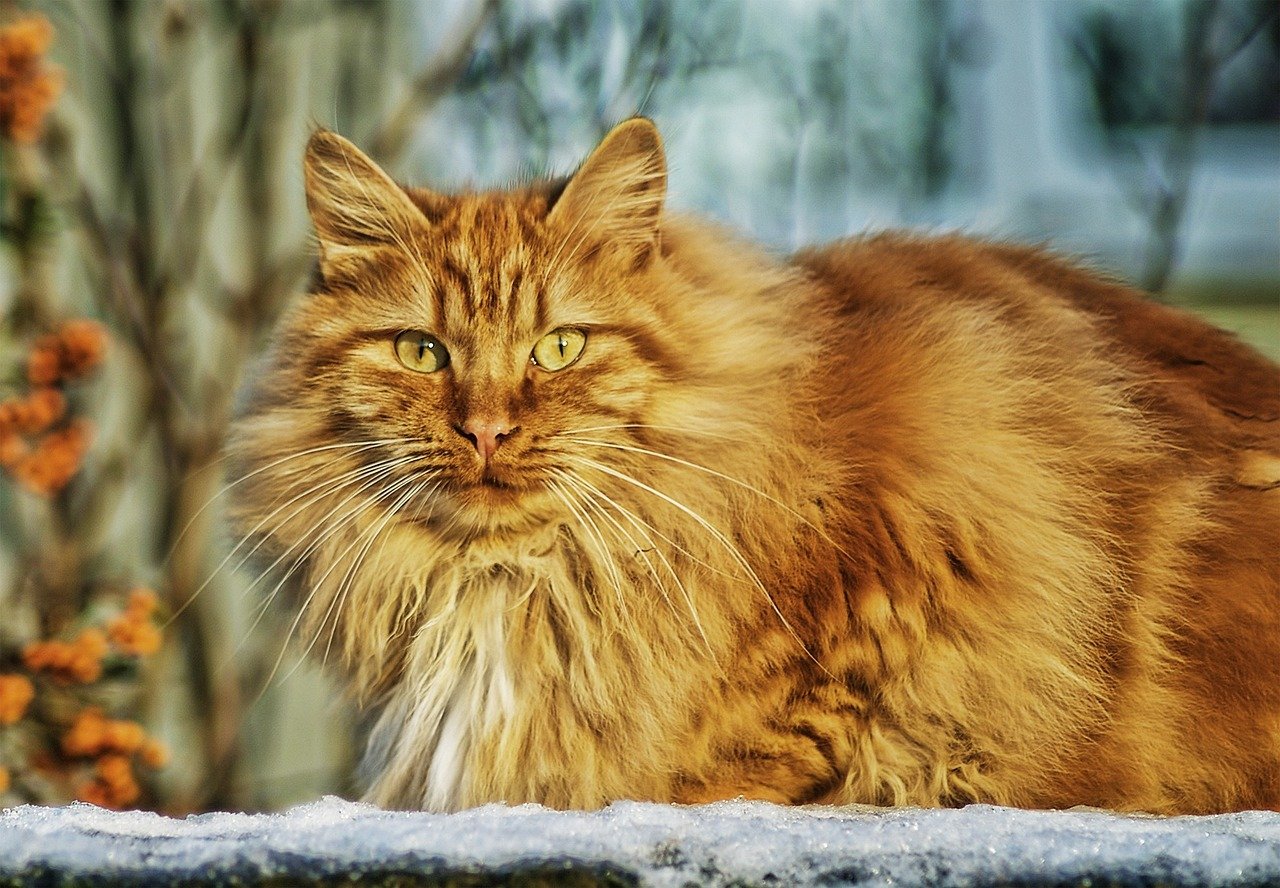 Norwegian Forest Cat: Nature’s Majestic Furball (image credits: pixabay)