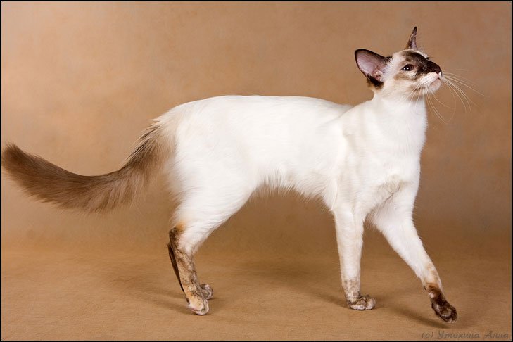 Balinese: Siamese With a Silky Twist (image credits: wikimedia)