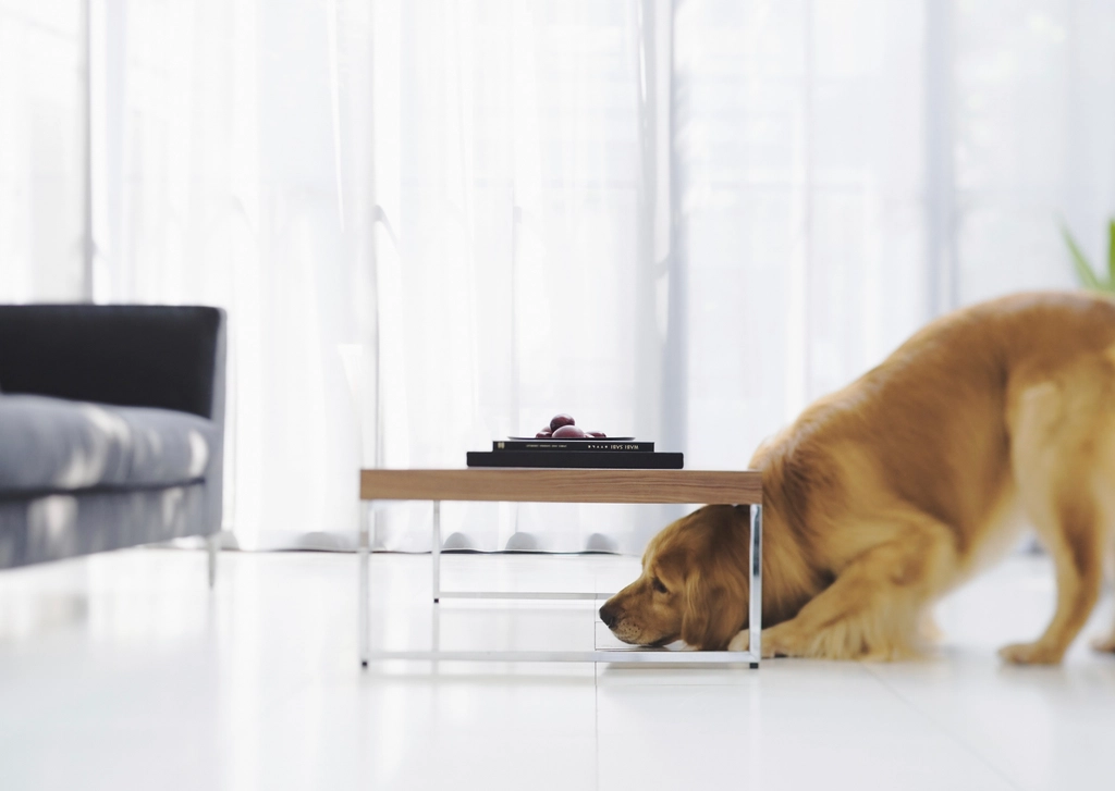 Why Dogs Go Ballistic Over Vacuums and Blenders