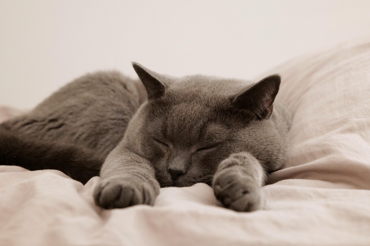 7. Increased Sleeping and Changes in Sleep Patterns (image credits: pixabay)