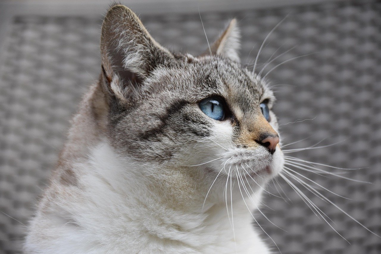 15 Ways Cats Change As They Age—And How To Adapt
