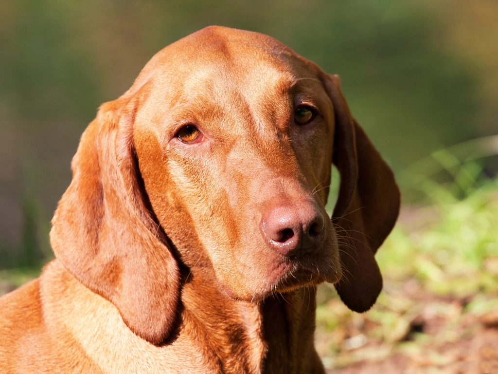 Myth 9: Rescue Dogs Can’t Be Loyal (image credits: rawpixel)
