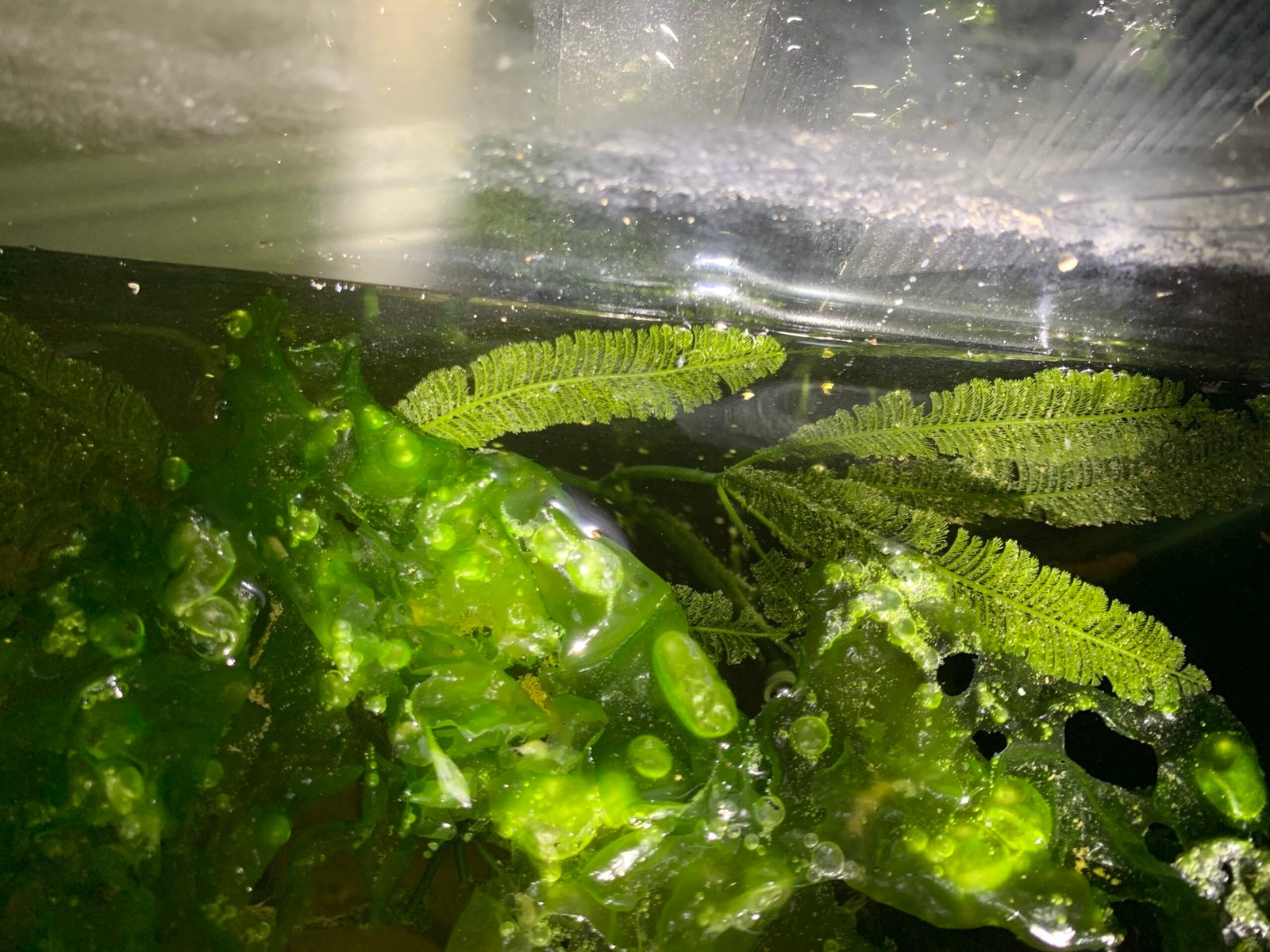 Control Algae Growth Without Chemicals (image credits: wikimedia)