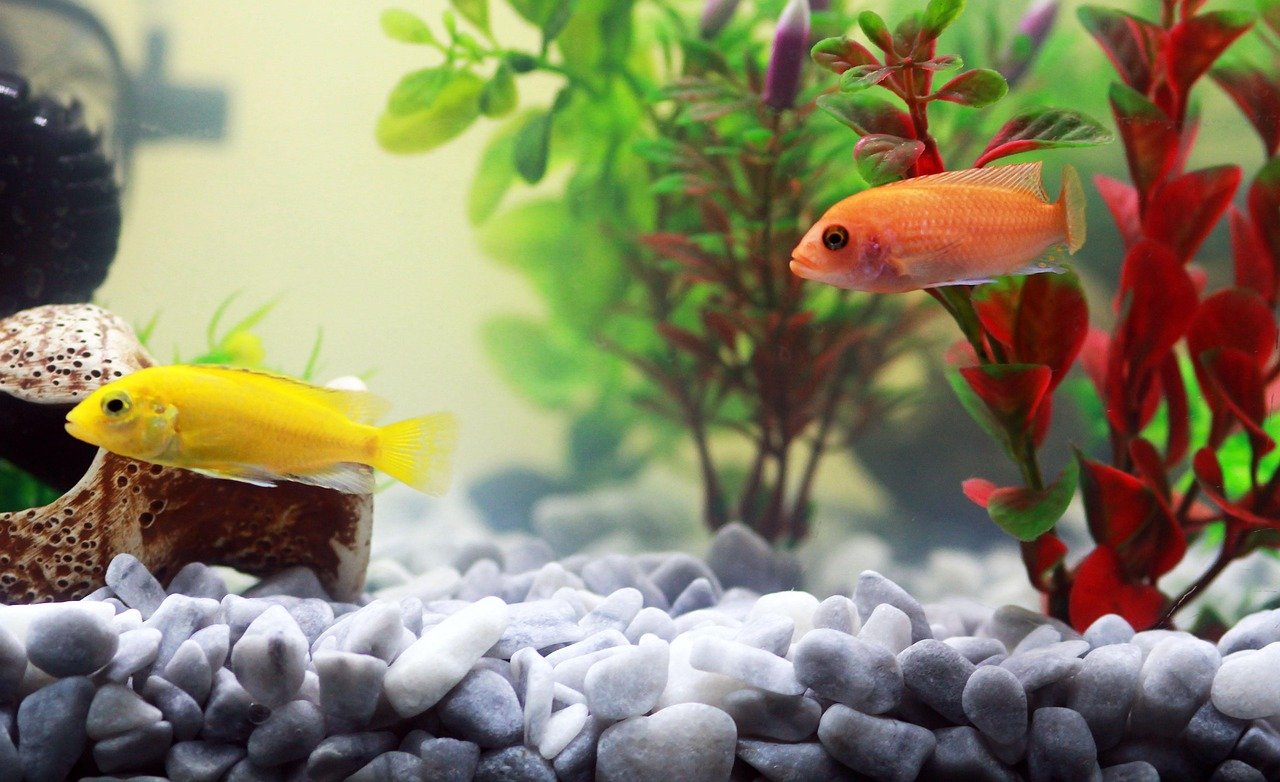 Select the Right Number of Fish (image credits: pixabay)