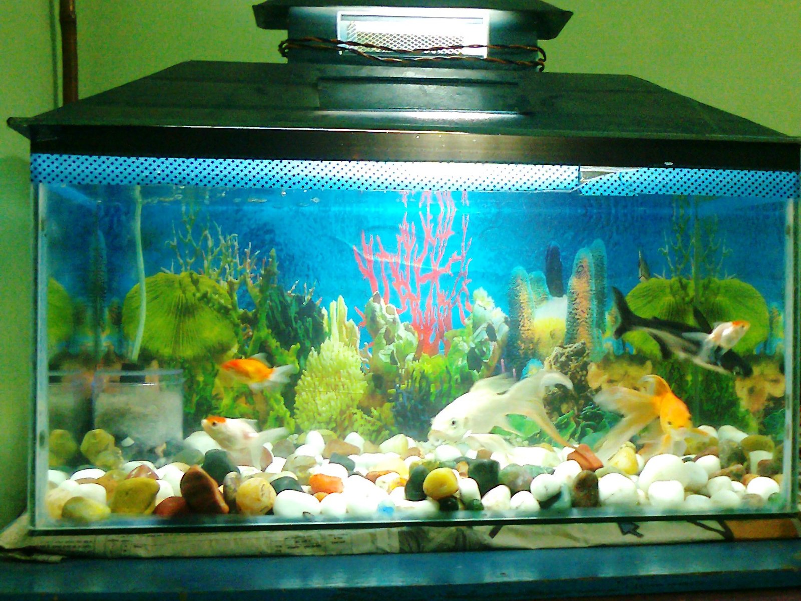 Clean Decorations and Equipment Regularly (image credits: wikimedia)