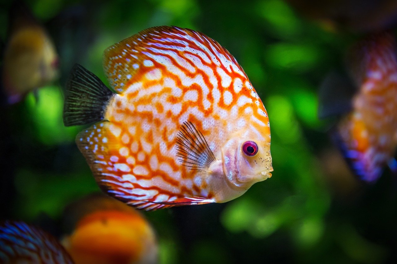 Keep a Close Eye on Fish Behavior (image credits: pixabay)