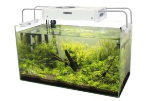 15 Strategies for Keeping Your Fish Tank Clean and Balanced