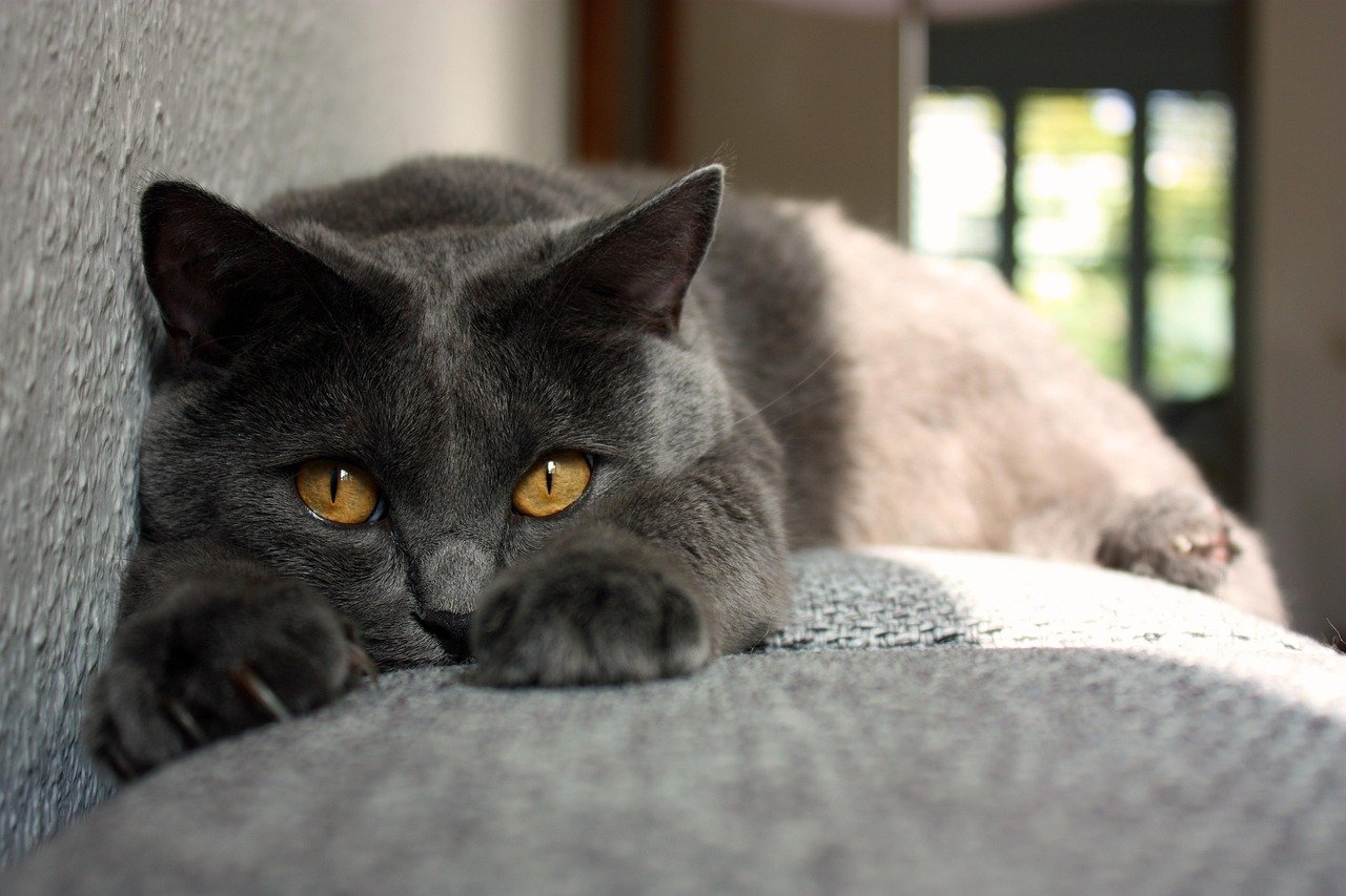 Chartreux (image credits: pixabay)