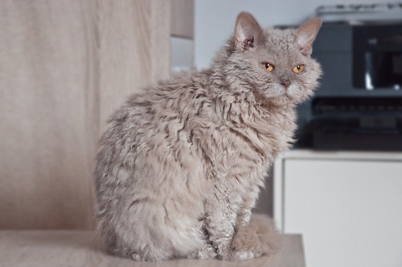 Selkirk Rex (image credits: pixabay)