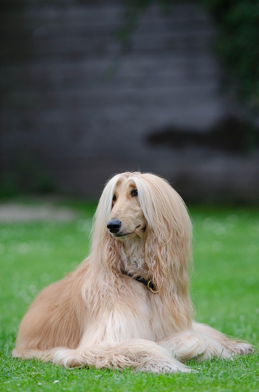 Afghan Hound: The Aristocrat of Aloofness (image credits: pixabay)