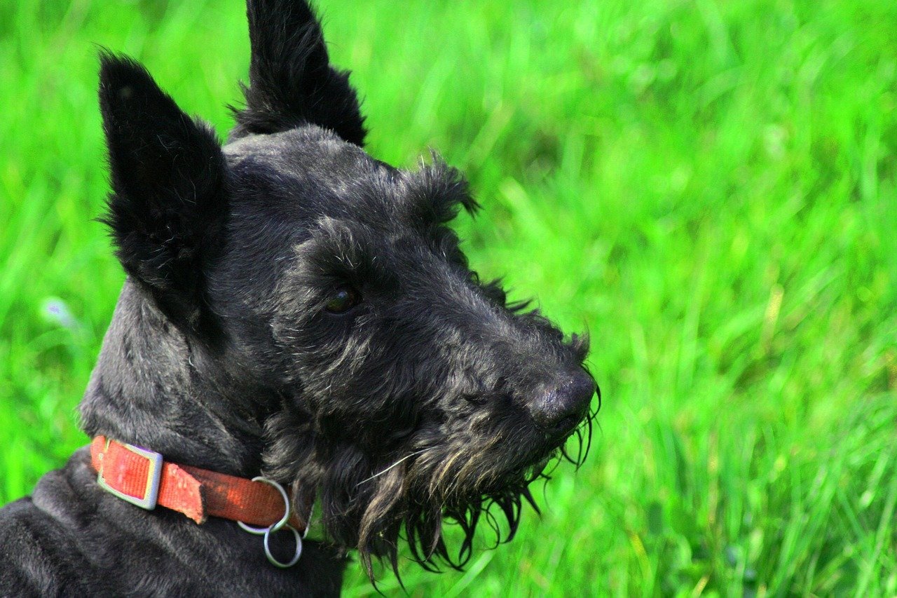 Scottish Terrier: Proud and Self-Reliant (image credits: pixabay)