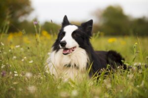 10 Clingy Dog Breeds That Crave Your Company (And 10 That Like Their Space)