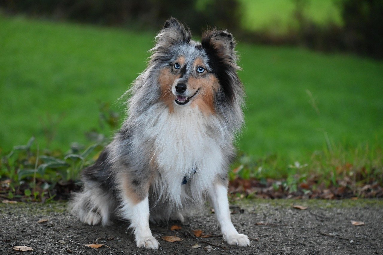 Shetland Sheepdog (image credits: pixabay)