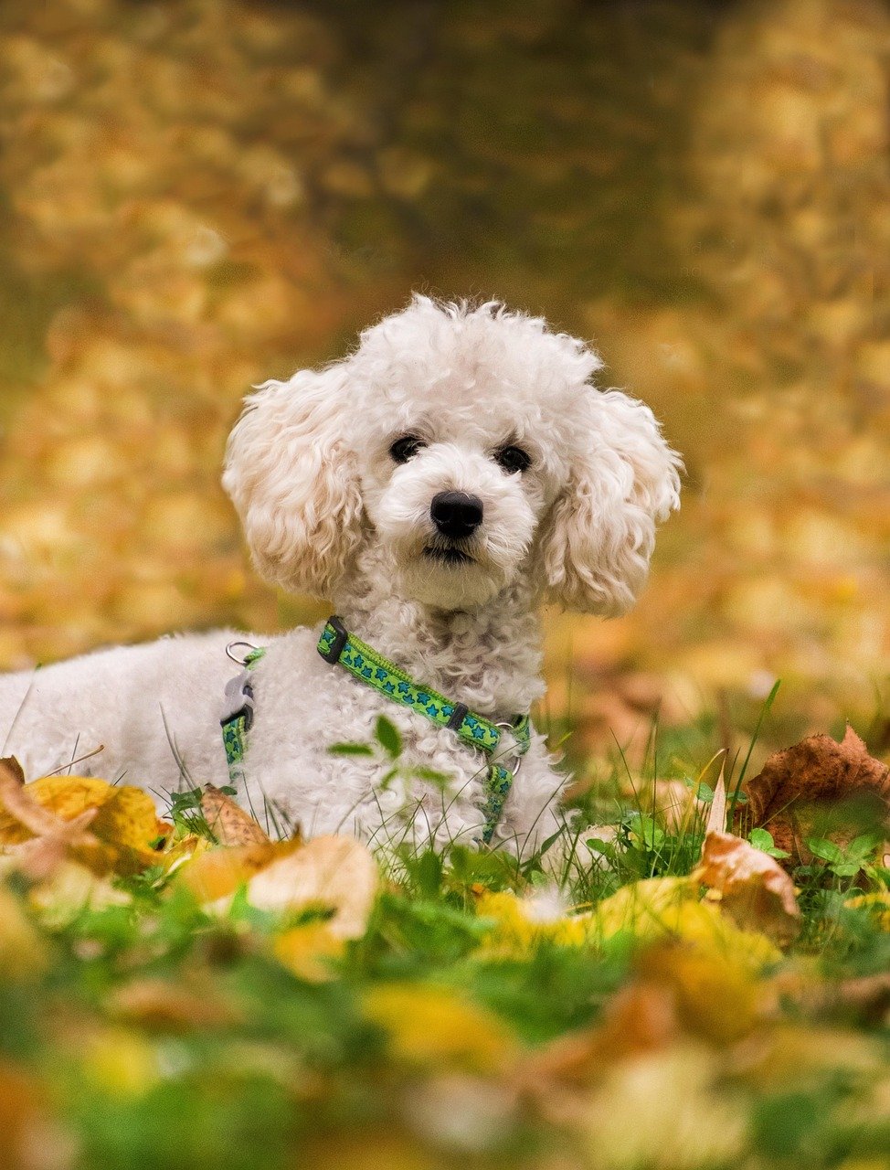 Poodles Have an Exceptional Memory (image credits: pixabay)