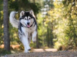 10 Large Dog Breeds That Tend To Be Overprotective
