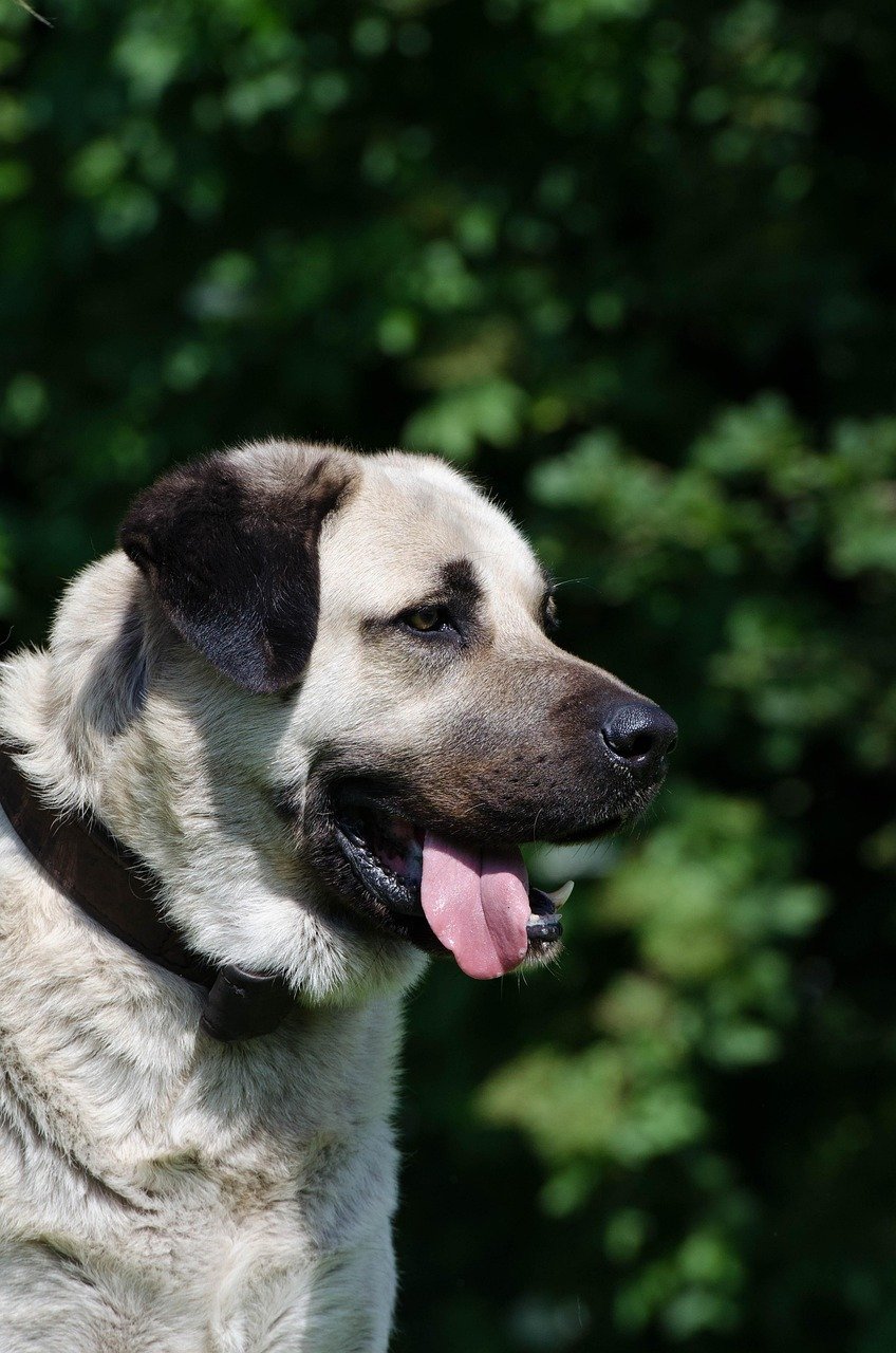 Kangal: The Silent Protector from Turkey (image credits: pixabay)