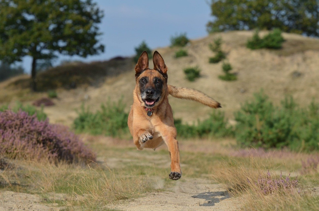 Belgian Malinois: The Stealthy Guardian (image credits: pixabay)
