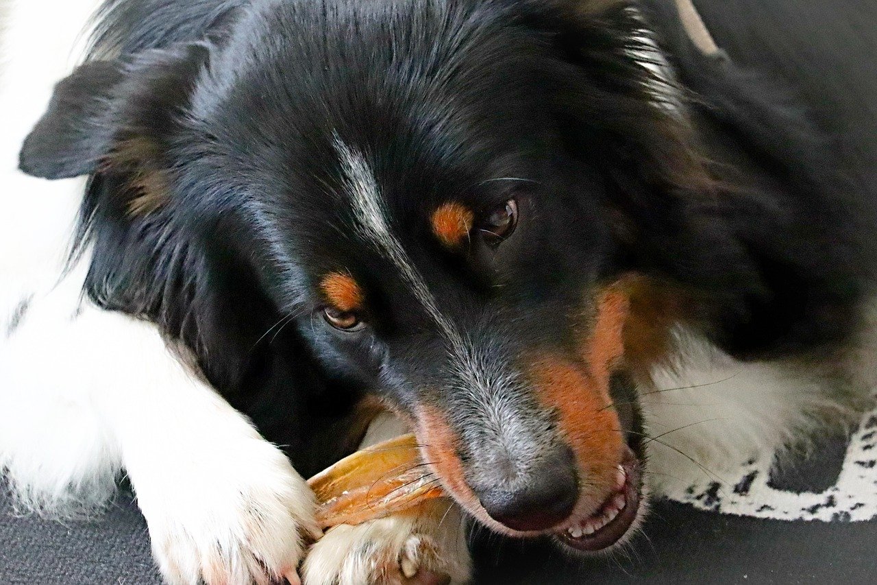 Choose Dental Chews Wisely (image credits: pixabay)