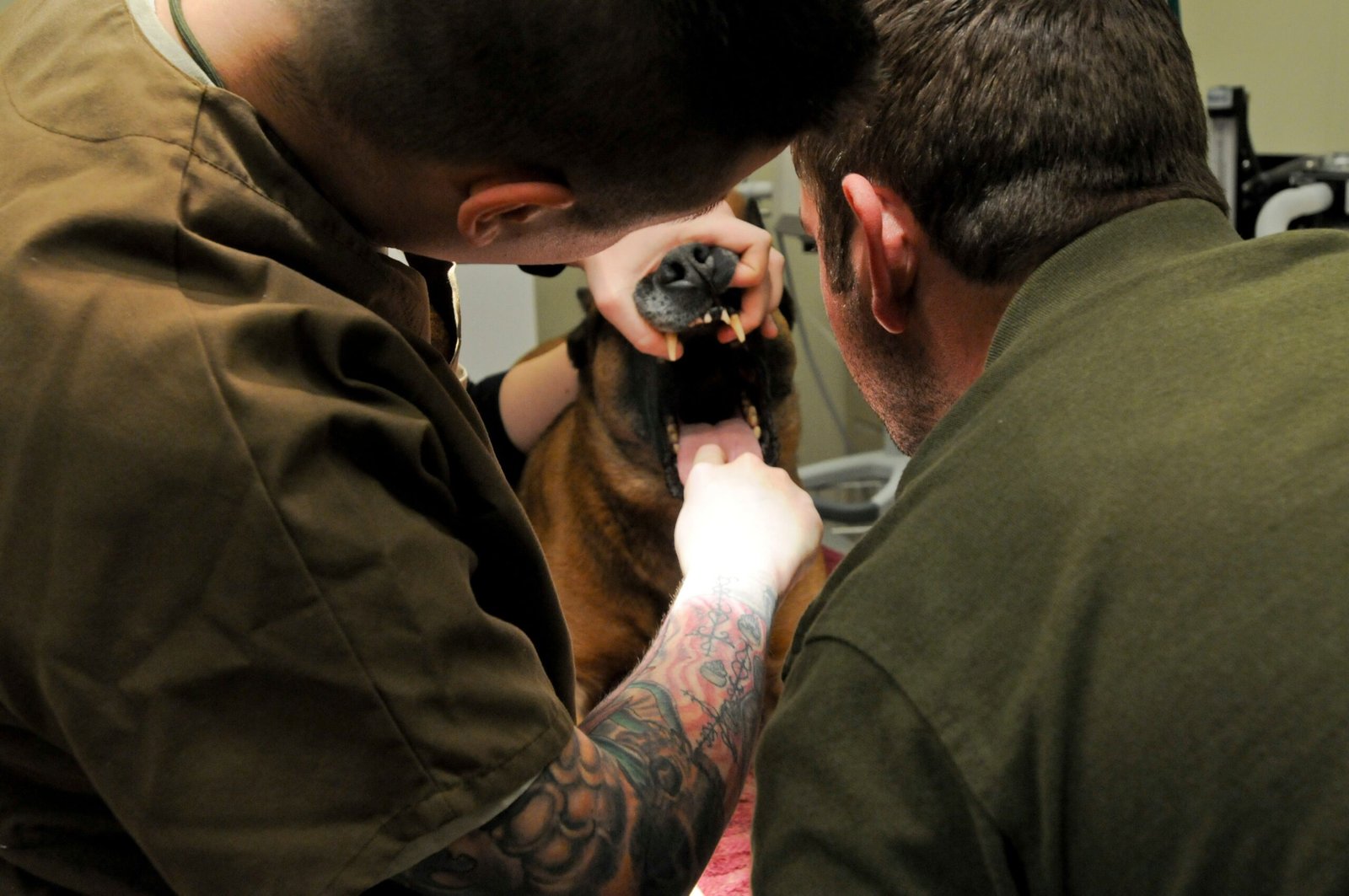 Schedule Regular Vet Checkups (image credits: wikimedia)