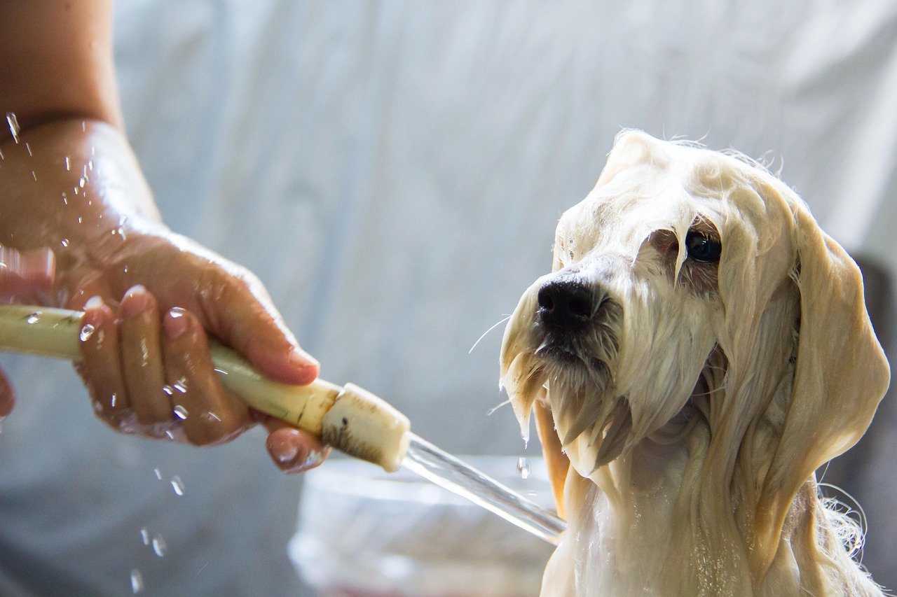Too Many Baths or Grooming Sessions (image credits: pixabay)