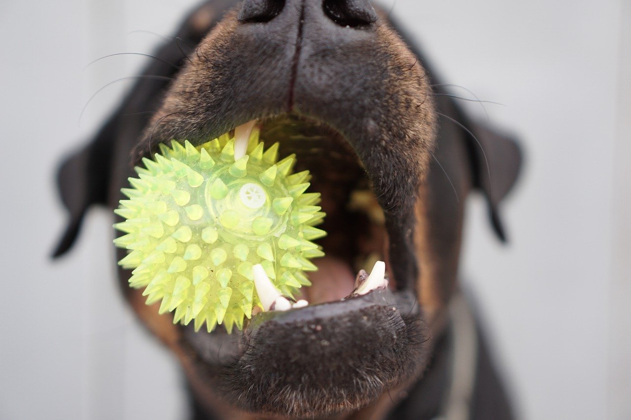 Bringing You Their Favorite Toy (image credits: pixabay)