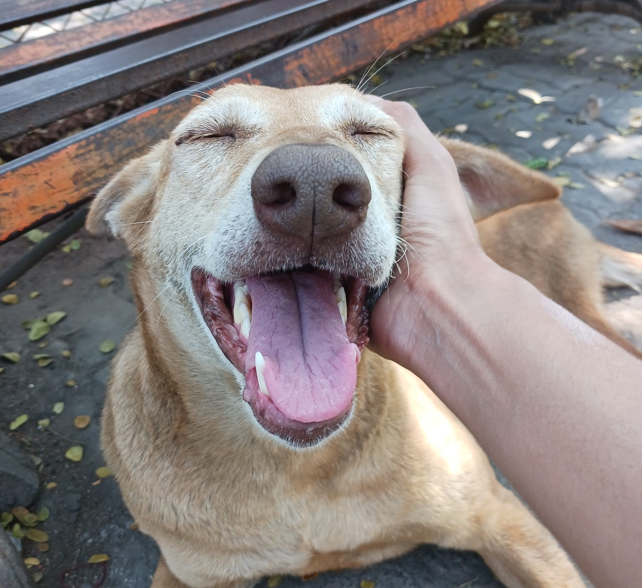 Happy Grins and Relaxed Mouths (image credits: wikimedia)