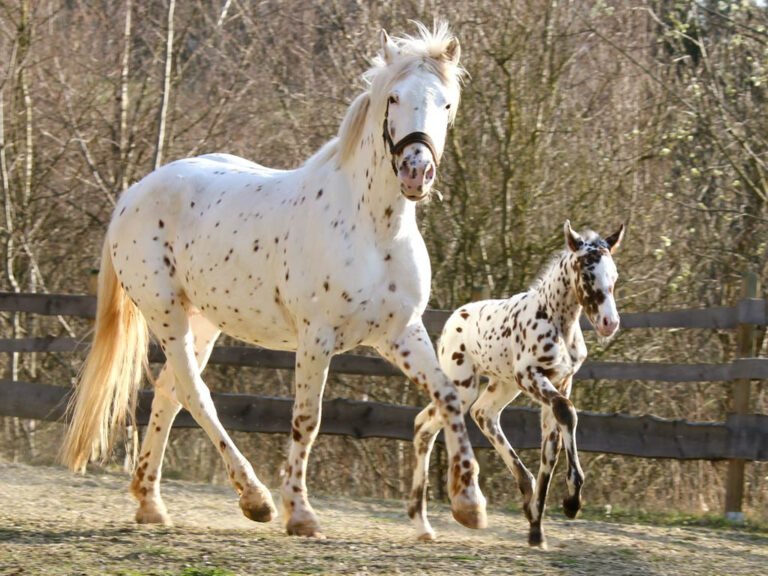 Breeding Programs and Preservation Efforts