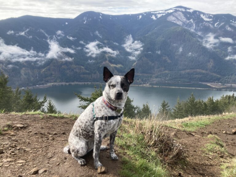 Weekend Bonding: 15 US Road Trips Perfect for You and Your Senior Dog