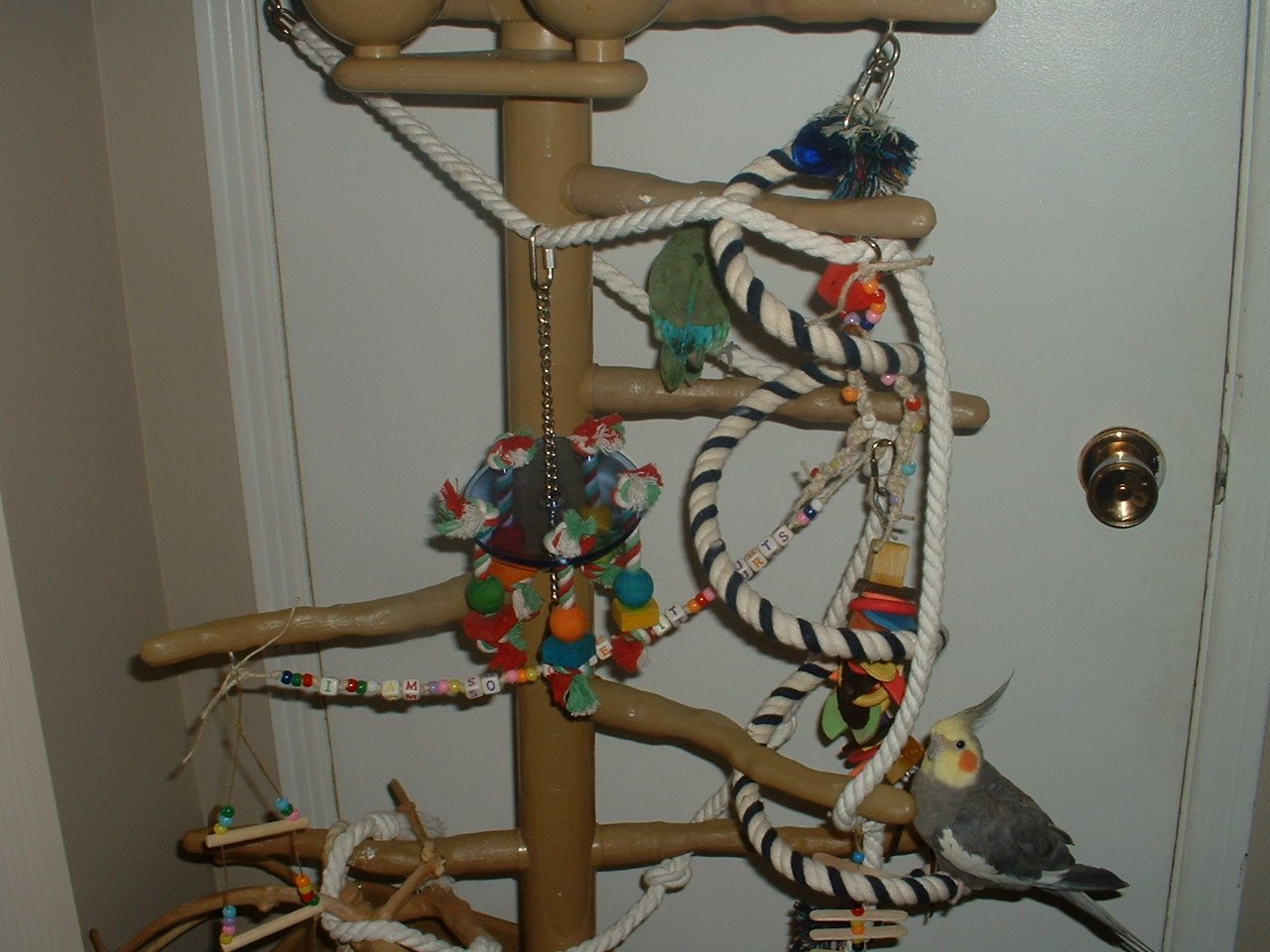 Rotate Toys Regularly (image credits: wikimedia)