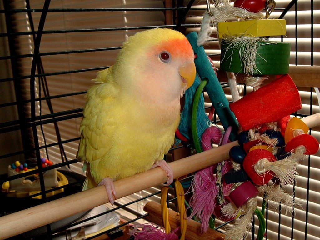 Choose the Right Size for Your Bird (image credits: wikimedia)