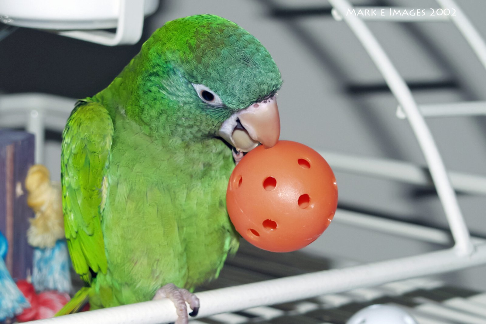 15 Safety Tips for Introducing New Toys to Your Pet Bird