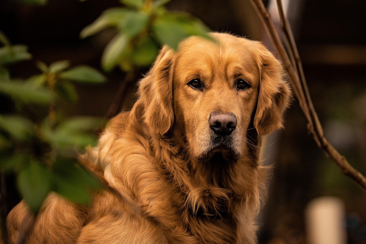 Golden Retriever: The Empathy Expert (image credits: pixabay)