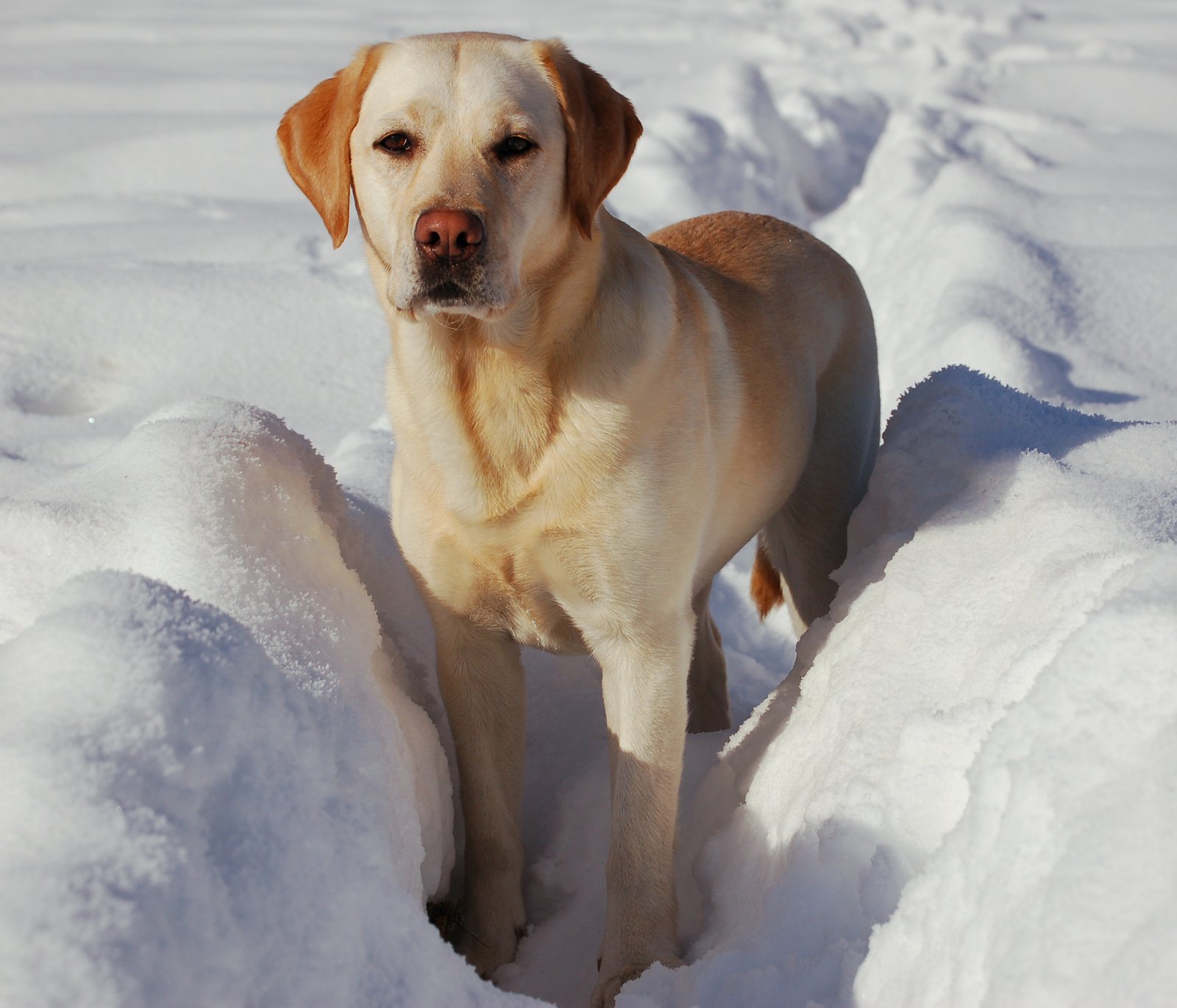 Labrador Retriever: The Loyal Listener (image credits: wikimedia)