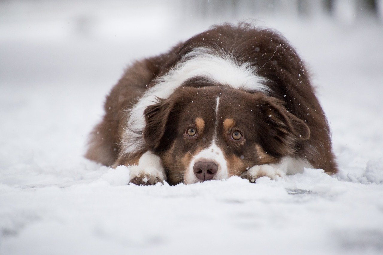 Australian Shepherd: The Emotional Athlete (image credits: pixabay)