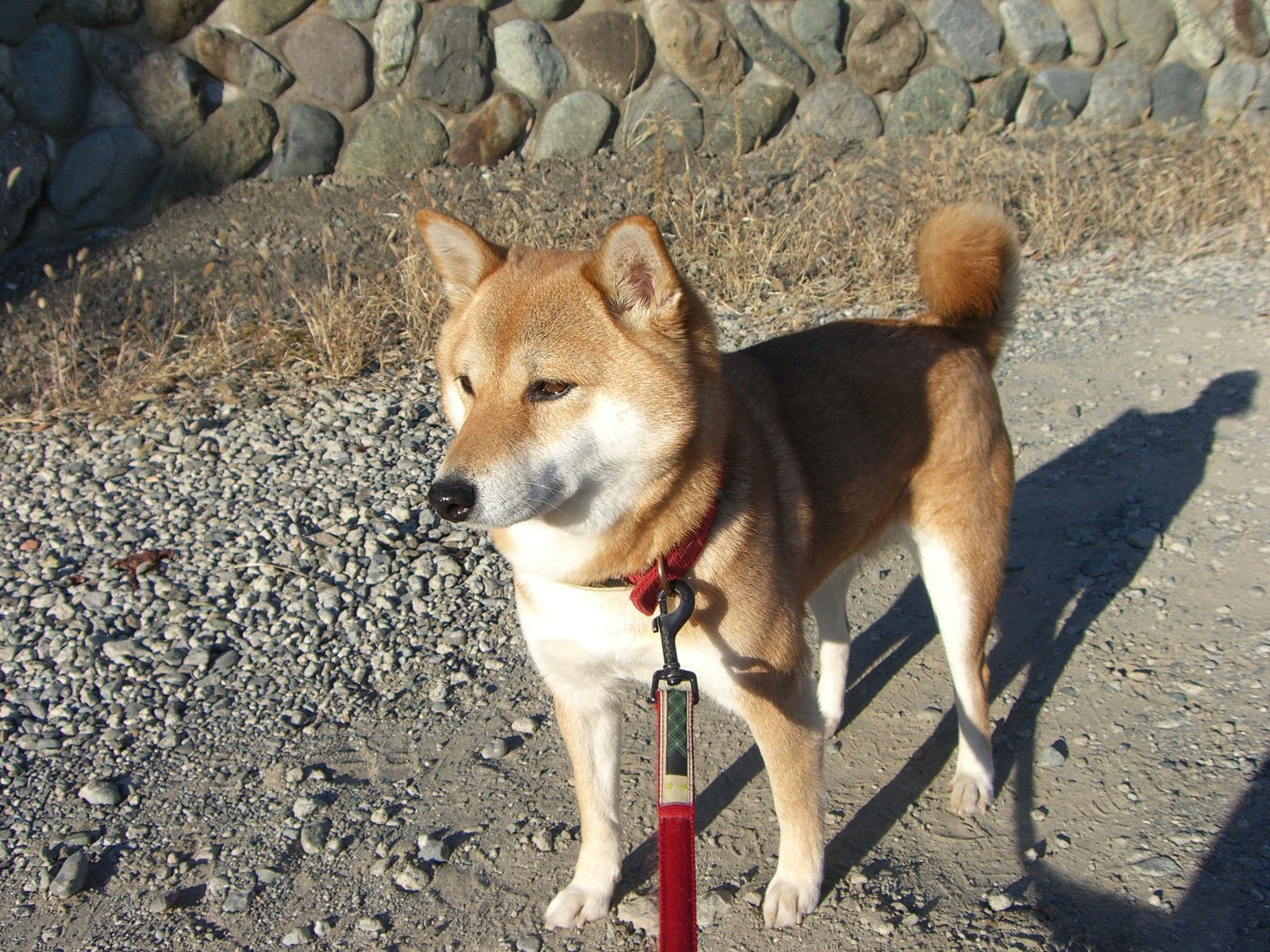 Shiba Inu: The Aloof Adventurer (image credits: wikimedia)