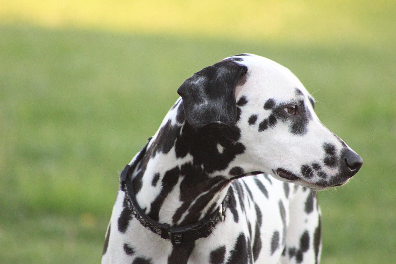 Dalmatian: The Playful Free Spirit (image credits: pixabay)