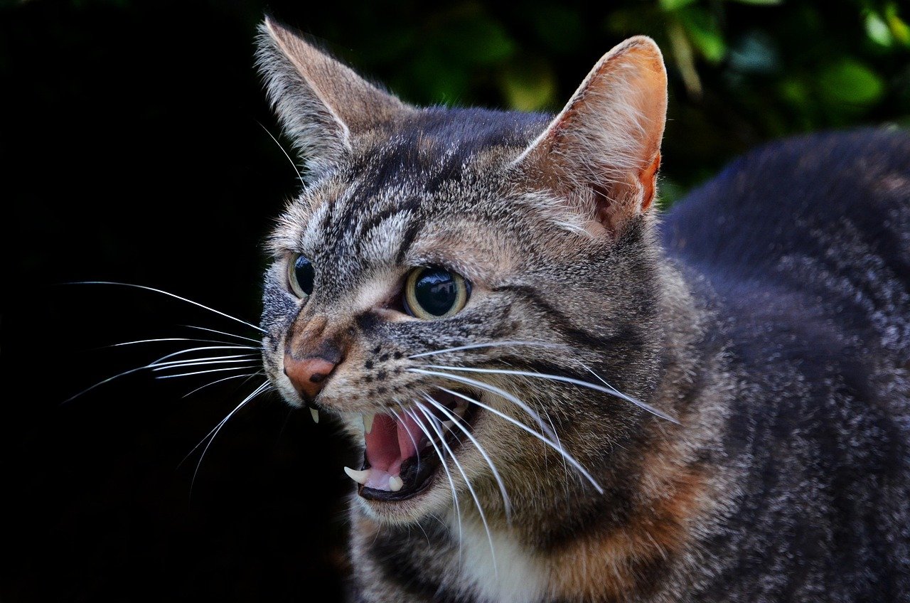 2. Sudden Aggression or Swatting (image credits: pixabay)