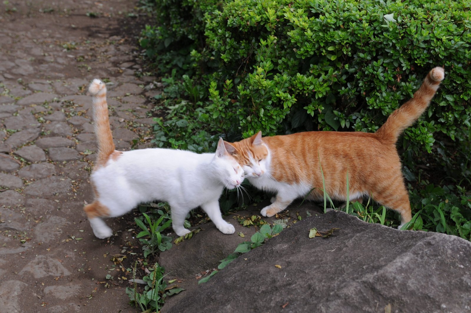 Your Cat Greets You Enthusiastically (image credits: wikimedia)