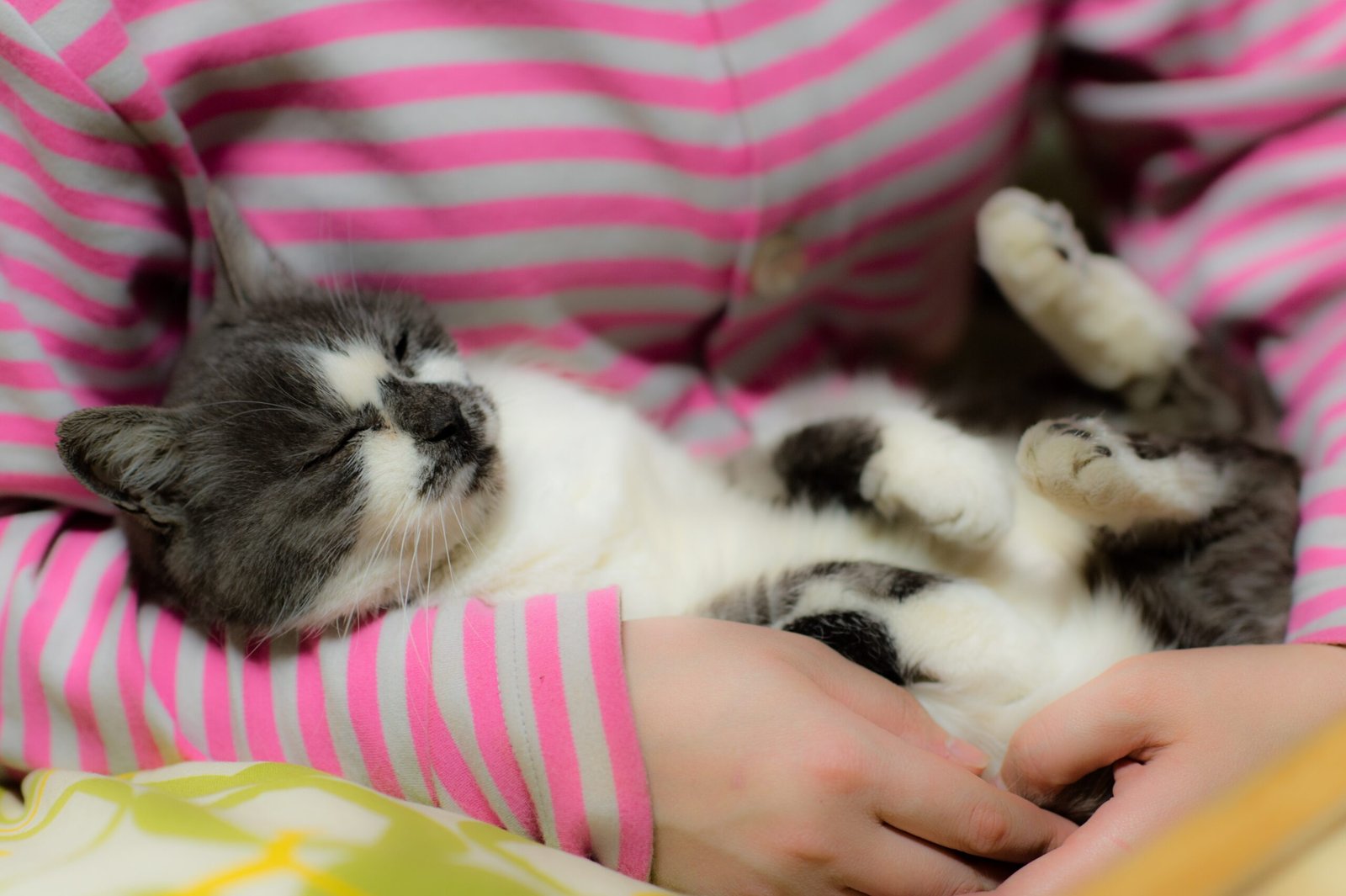 You Feel Happier and More Complete With Them (image credits: wikimedia)