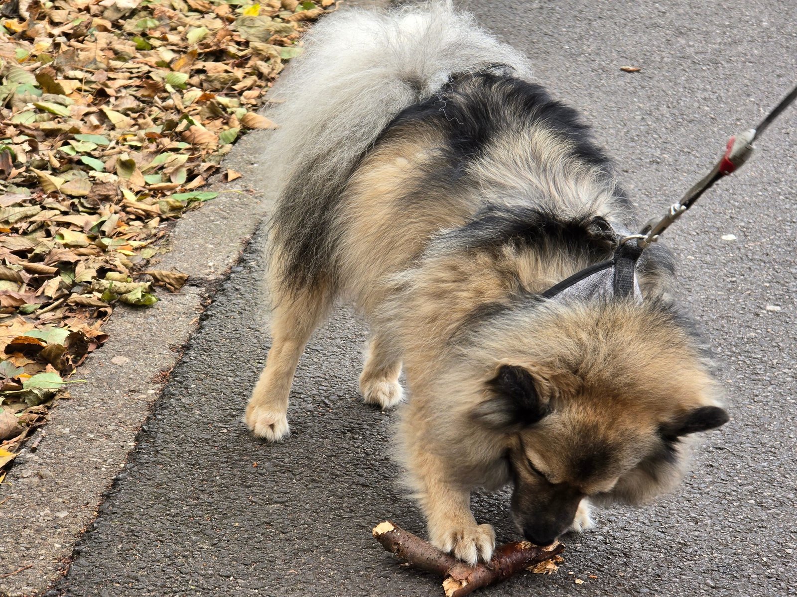 Keeshond (image credits: wikimedia)