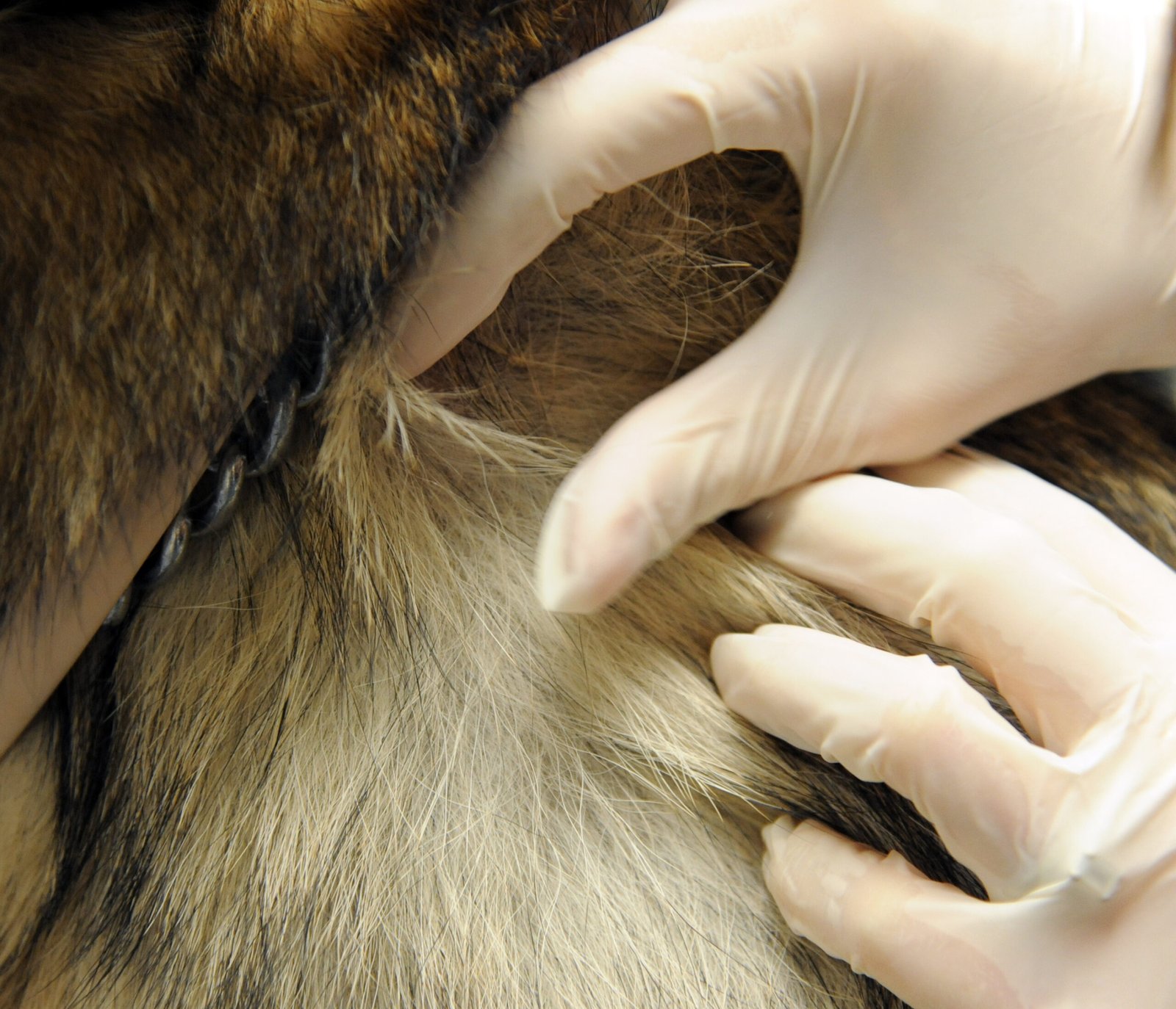 Checking for Skin Infections and Allergies (image credits: wikimedia)