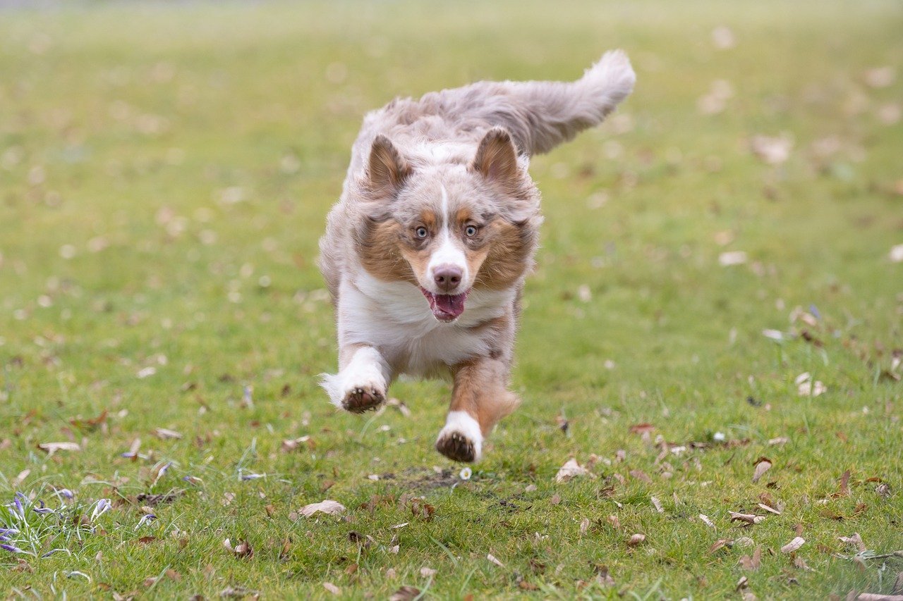 Zoomies: The Ultimate Joy Explosion (image credits: pixabay)
