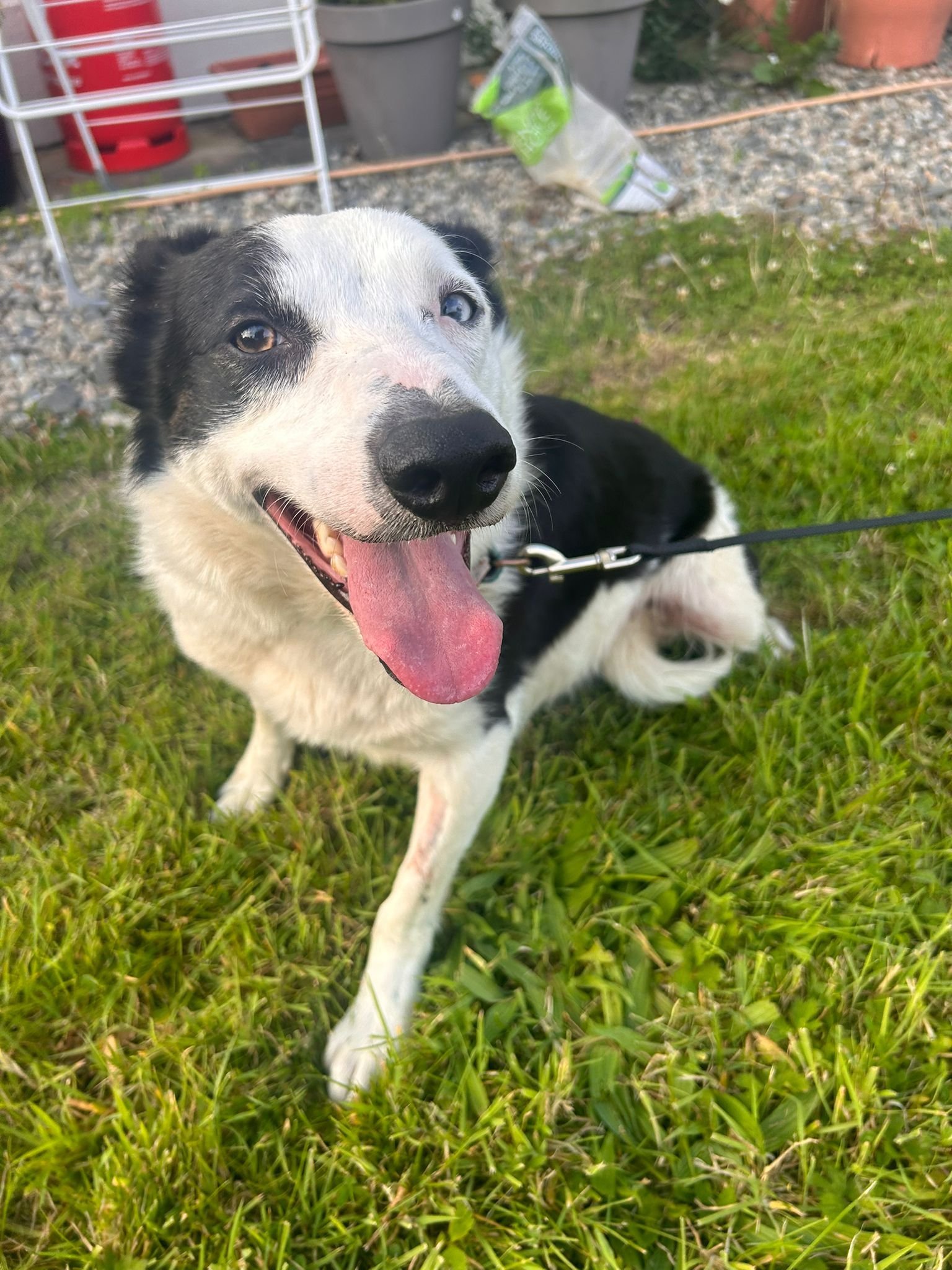 Inability to Settle After a Trigger (image credits: wikimedia)