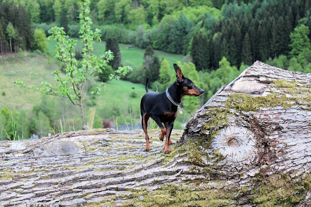 Miniature Pinscher (image credits: pixabay)