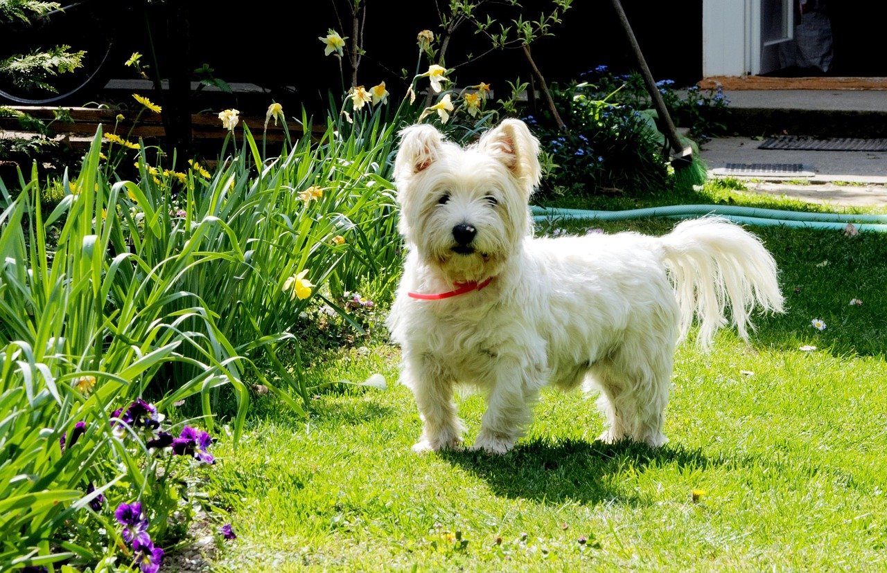 West Highland White Terrier: The White Whimsy (image credits: pixabay)