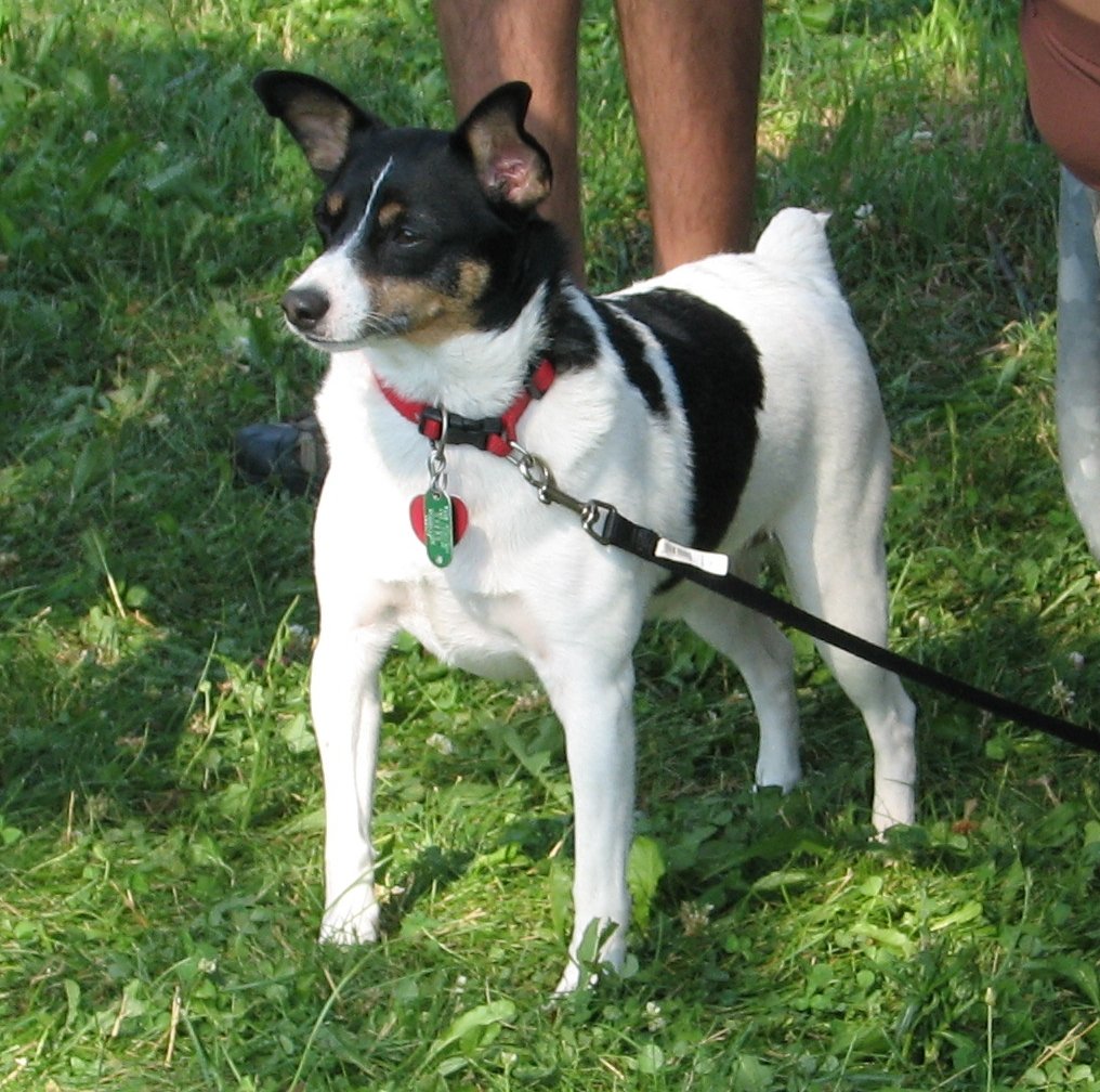 Toy Fox Terrier: The Spirited Dynamo (image credits: wikimedia)