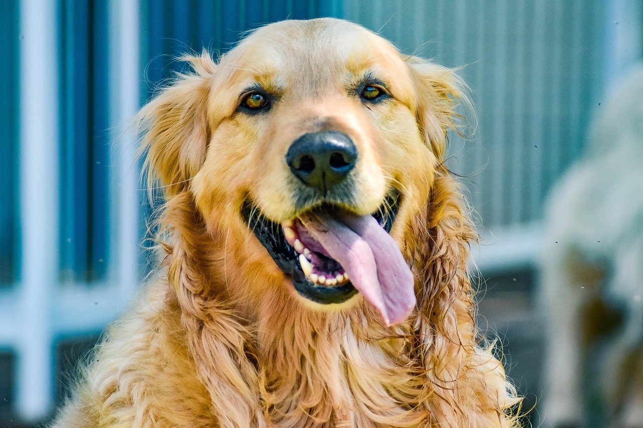Golden Retriever: Sunshine Wrapped in Fur (image credits: pixabay)