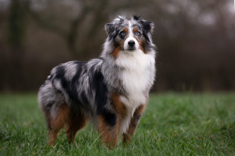 Sensitive Souls: 15 Highly Sensitive Dog Breeds That Sense Everything About You