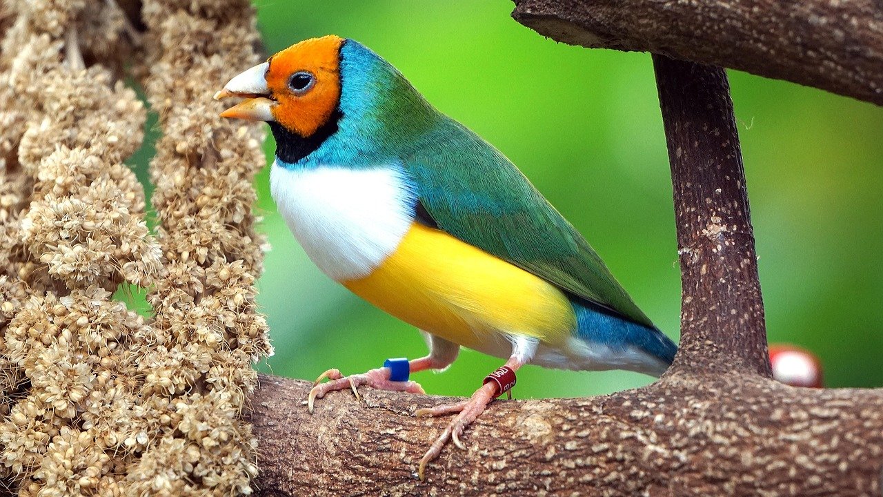Gouldian Finch: Nature’s Living Jewel (image credits: pixabay)