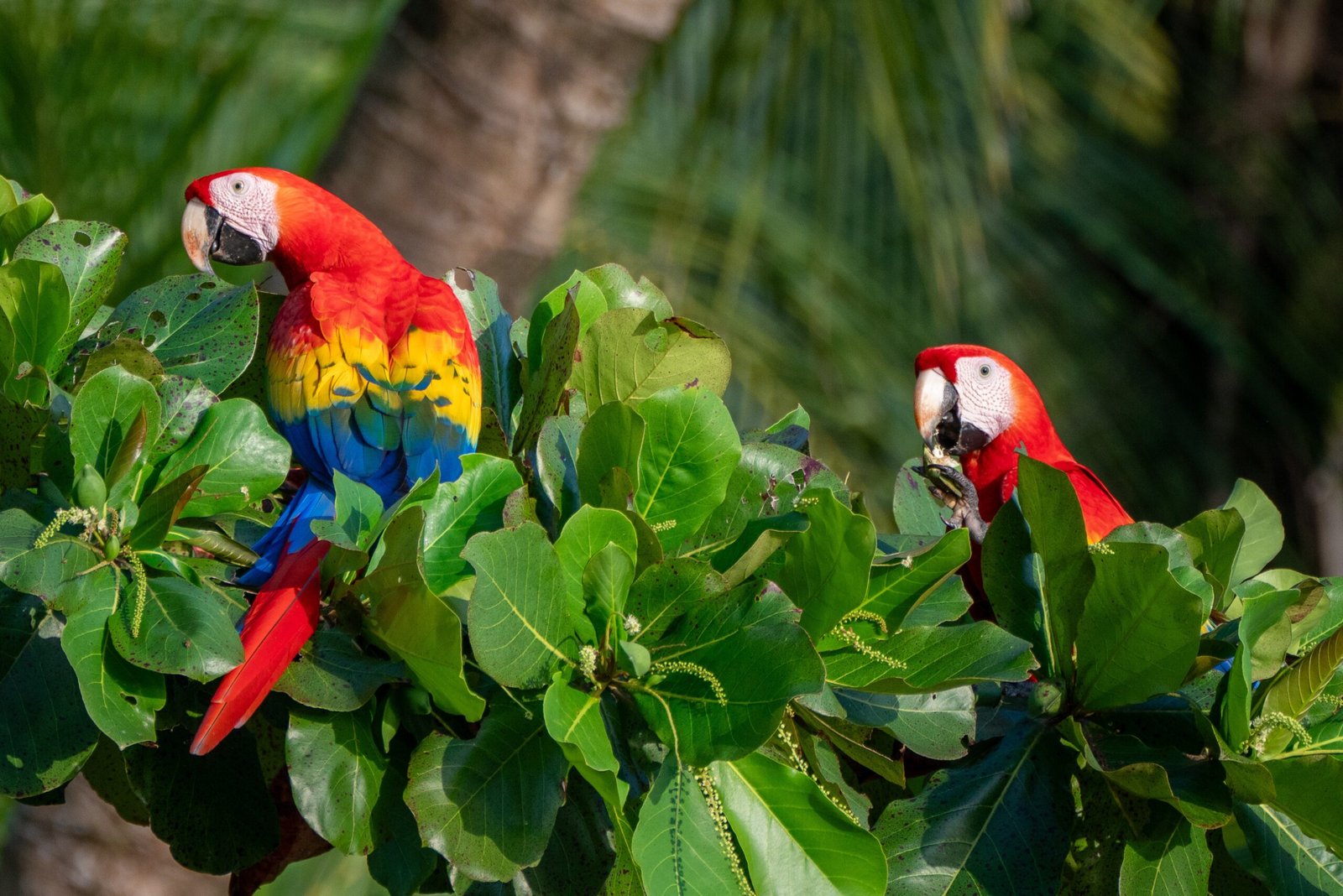 Scarlet Macaw: The Fiery Showstopper (image credits: wikimedia)